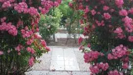 Rosencat