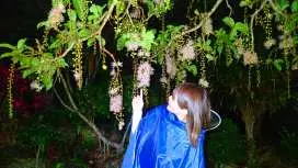 【仅限6月至8月】神秘花海 Sagaribana + 星空夜游预约(含南部酒店接送)(冲绳县石垣岛)