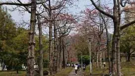 [New Year & Easter Recommendation] Spring Outing in the Flower Garden | Leigongtian Farm Fresh Milk + Shek Kong Kapok Viewing + Mawan Rainbow Village 1868 + Shenjing Roast Goose Lunch Family Day Tour