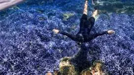 Penghu Day Tour|Dive into the Lavender Forest Double Dive Site|Rose Garden & Lavender Forest Snorkeling & Xiji Blue Cave Cruise