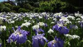 【事前購入でお得】あしかがフラワーパーク 入園チケット(栃木・足利)