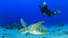 Scuba Diving for Beginners in Nusa Lembongan & Nusa Penida