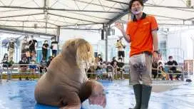 1 Day Ise Grand Shrine and Toba Aquarium Private Tour from Nagoya