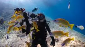 Okinawa, Onna Village | Introductory Diving Experience in the Beautiful Sea [Private Guide Only / Excellent Safety Measures] Free Photos & Videos | Boat Tour