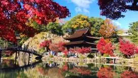 [Seasonal Exclusive] Chubu Fall Foliage Day Tour | Torokeiyama Eihoji Temple + Korankei Fall Foliage + Pink Shiki Cherry Blossoms | Chinese-Speaking Tour Guide (Departs from Nagoya)