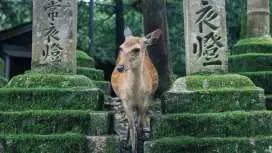 [Continuous car charter discount plan] Kansai one-day tour, multi-day tour|Osaka, Nara, Kyoto, Kobe, Gangshan, Uji, Shirahama, Wakayama, Koyasan