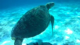 【韓國導遊安全保障】薄荷島玉米片派對巴里卡薩島跳島遊(觀賞海龜+處女島+GoPro拍攝+船上派對+無限量五花肉)