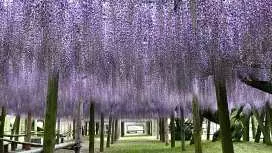 Kitakyushu Day Tour | Kawachi Fuji Garden Wisteria Tunnel, Shiranoe Botanical Garden, and Mojiko Retro District (Departing from Hakata Station)