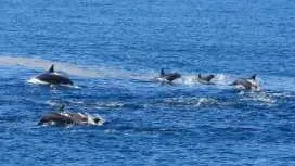 Tour thuê xe riêng trọn gói 9 ngày quanh đảo | Đài Bắc + Hoa Liên + Hồ Nhật Nguyệt + Alishan [xe 10HR / một xe, Đảm bảo khởi hành với khách lẻ hướng dẫn viên] Hồ Nhật Nguyệt + Khu thắng cảnh Alishan + Ngắm cá voi cảng Hoa Liên + Bảo tàng Cung điện Quốc gia Đài Bắc | Thuê xe riêng trọn gói riêng tùy chỉnh Đài Bắc / Khởi hành từ Tân Đài Bắc