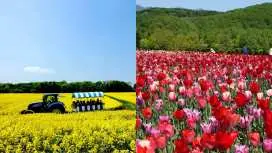 北海道初夏花田:郁金香,油菜花, 支笏湖绝景,苫小牧海鲜市场美食一日游