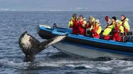 Húsavík whale safari and Puffin Island RIB boat tour
