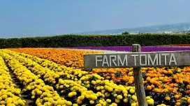 [Tour giới hạn] Tour du lịch hai ngày Hokkaido Furano Asahikawa|Đồi Shikisai, Ao xanh Tomita Farm Biei, Sở thú Asahiyama Trang trại Ueno Kami Kotan (khởi hành từ Sapporo)