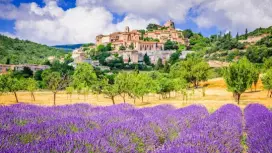 Sault lavender fields half-day guided tour from Avignon