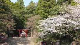 Dịch vụ đưa đón độc quyền từ sân bay Kagoshima đến các khách sạn trong thành phố.