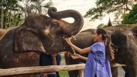 Bangkok Elephant Care by Bangkok Elephant Park | Thailand
