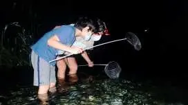Hualien | Night shrimp catching experience
