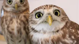 Harajuku, Tokyo | Musashino Cafe & Bar Fukuro no Sato (Harajuku branch) | Seat Reservation Only