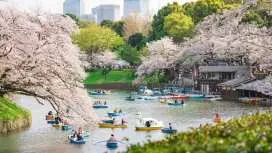 千鸟渊(位于东京千代田区)夜间樱花灯光秀期间游船票