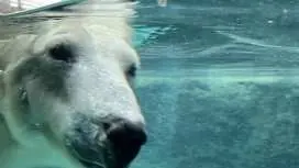 旭山動物園一日遊