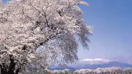 [Departing from Sendai] Cherry Blossom Viewing Day Tour to Miyagi Zao's "Snow Wall," "Hitome Senbonzakura," and "Funaoka Castle Ruins Park" | 2-person tour, private car transfers, multilingual support (Miyagi)