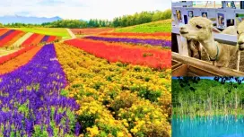 Tour tham quan Nông trại Tomita, Shikisai-no-Oka và Blue Pond (Tour thuyết minh đa ngôn ngữ)