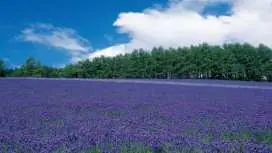 하이랜드 후라노, 팜 토미타, 블루 폰드 투어 (다국어 오디오 투어)