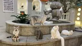 ROOF CAT ME Cat Cafe Weekday Discount Admission Ticket