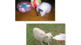 【北海道新雪谷】在羊蹄山腳下放鬆身心,製作羊毛氈杯墊!