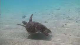 [Kagoshima, Yoron Island] Sea turtle watching on a glass-bottom boat at Yurigahama Beach "LOOK Sea Turtle Tour"