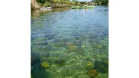 [鹿儿岛/屋久岛]放松并享受河流皮划艇课程!