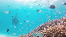 [Fukuoka] Experience diving! [Round-trip transportation to the sea included]