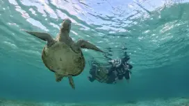 [미야코지마] 1인 1조 프라이빗 스노클링 투어! 바다거북과 다양한 열대어를 만나보세요! 아름다운 미야코 블루빛 바다에 마음을 힐링하세요!