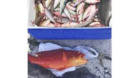 【石垣島】手ぶらOK!初心者・ファミリー大歓迎✨半日グルクン釣り体験!サビキ釣りで気軽に県魚グルクンを釣ろう!(午前・午後開催)