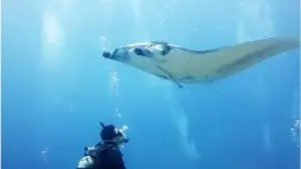 【冲绳,石垣岛】尽情享受海洋的乐趣!珊瑚礁潜水与蝠𫚉浮潜(一日游)