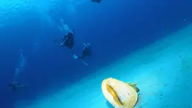 [Okinawa, Naha, Fun Diving] Long-awaited Kerama (Chibishi) Fun Diving Half-Day Plan