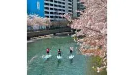 [Beginners welcome!] Yokohama Cherry Blossom SUP Cruise