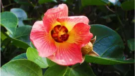 【一日登山之旅】盡享小笠原群島的自然風光!輕鬆愜意的登山體驗(一日行程)