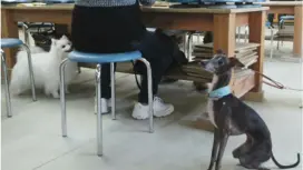 [Shiga / Shigaraki] Pets allowed! Dog/baby handprint course (1 piece)