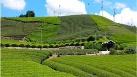 [Kyoto, Wazuka] Enjoy tea with all your senses! Guided tea plantation walk in Uji Tea Village & relaxing with Wazuka tea! Includes tea dumplings