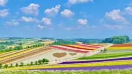 北海道富良野・美瑛一日游|夏季富田农场薰衣草・青池・四季彩之丘・白须瀑布/冬季森林精灵露台・雪上摩托车体验|札幌出发