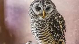 [Wakayama, Gobo] Play in the great outdoors! Owl shoulder ride and photo shoot experience