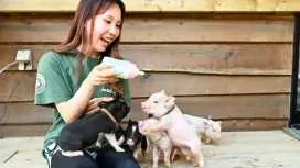 [Limited Time Offer] Wakayama, Gobo: Piglet Milk Care Experience