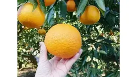 [Hyogo, Sumoto] Discover the charm of the mythical citrus fruit, Awaji Island Naruto Orange! A super satisfying plan that includes harvesting, tasting freshly squeezed 100% juice, and a souvenir!