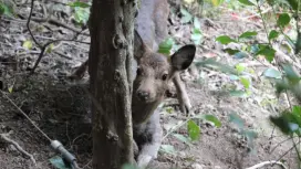 【和歌山・熊野】熊野の里山で狩猟体験!解体後はBBQ!