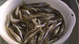 【長野・野尻湖】わかさぎ釣り体験~ドーム船だから寒くない!レンタルセット&天ぷら付き(3時間)