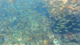 [Shimoda / Ebisu Island] Guided snorkeling tour with excellent visibility