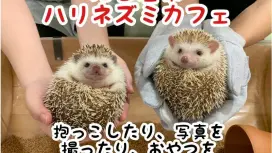 [Aichi/Nagoya] Hedgehog-loving cafe | Weekdays only! 1-hour admission plan | 7-minute walk from Sakae Station