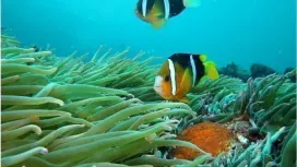 4【城ヶ崎海岸】35周年記念!少人数制!ダイビング中インストラクター貸し切り!天然温泉入る!写真集プレゼント!!