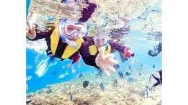 แพ็คเกจส่วนตัว [ใกล้ชูราอุมิ] เข้าร่วมได้ทุกวัย! ดําน้ําตื้นริมชายหาด [ถ่ายรูป, ประสบการณ์ให้อาหารปลา, ผ้าเช็ดตัวรวมอยู่ด้วย] โมโตบุ, เหนือ, ยันบารุ