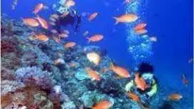 1日限定5名迄(貸切り)!赤崎サンゴの森のシュノーケリング